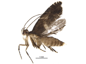  (cramMalaise8163 - BIOUG32982-G06)  @12 [ ] CreativeCommons - Attribution (2017) CBG Photography Group Centre for Biodiversity Genomics