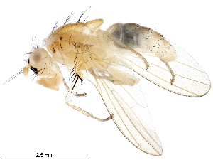  ( - BIOUG33102-G08)  @11 [ ] CreativeCommons - Attribution (2018) CBG Photography Group Centre for Biodiversity Genomics