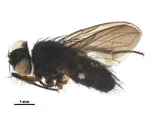  ( - BIOUG33111-B02)  @13 [ ] CreativeCommons - Attribution (2019) CBG Photography Group Centre for Biodiversity Genomics