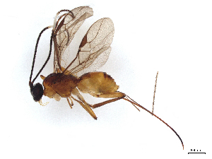  ( - BIOUG33118-D07)  @11 [ ] CreativeCommons - Attribution (2021) CBG Photography Group Centre for Biodiversity Genomics