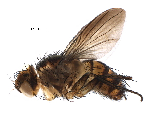  ( - BIOUG37568-A01)  @11 [ ] CreativeCommons - Attribution (2018) CBG Photography Group Centre for Biodiversity Genomics