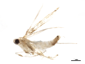  (malaiseGraci01 Malaise1849 - BIOUG37579-A08)  @11 [ ] CreativeCommons - Attribution (2018) CBG Photography Group Centre for Biodiversity Genomics