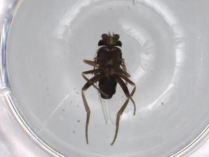  ( - BIOUG68370-F12)  @11 [ ] CreativeCommons - Attribution (2021) Centre for Biodiversity Genomics Centre for Biodiversity Genomics