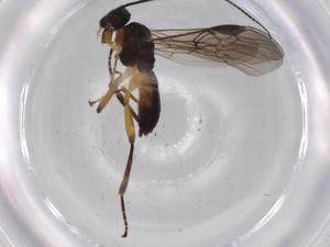  ( - BIOUG68454-D11)  @11 [ ] CreativeCommons - Attribution (2021) Centre for Biodiversity Genomics Centre for Biodiversity Genomics