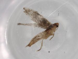  ( - BIOUG71034-B01)  @11 [ ] CreativeCommons - Attribution (2021) Centre for Biodiversity Genomics Centre for Biodiversity Genomics