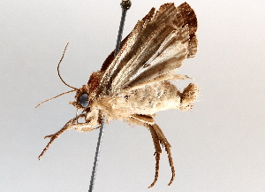  ( - BIOUG64446-G03)  @11 [ ] CreativeCommons - Attribution (2021) Centre for Biodiversity Genomics Centre for Biodiversity Genomics