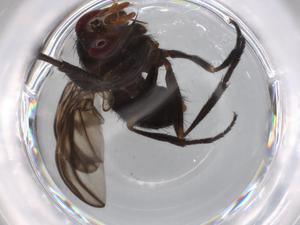  ( - BIOUG71930-D01)  @11 [ ] CreativeCommons - Attribution (2021) Centre for Biodiversity Genomics Centre for Biodiversity Genomics