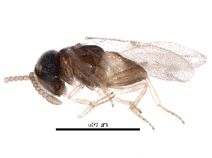  (encyrMalaise01 malaise0284 - BIOUG17470-B02)  @15 [ ] CreativeCommons - Attribution (2016) CBG Photography Group Centre for Biodiversity Genomics