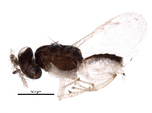  (encyrMalaise01 Malaise9583 - BIOUG17470-D04)  @13 [ ] CreativeCommons - Attribution (2016) CBG Photography Group Centre for Biodiversity Genomics