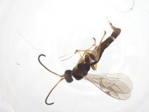  ( - CBG-A35567-E01)  @11 [ ] CreativeCommons - Attribution Share - Alike (2024) Centre for Biodiversity Genomics Centre for Biodiversity Genomics