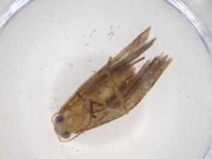  ( - CBG-A35574-D03)  @11 [ ] CreativeCommons - Attribution Share - Alike (2024) Centre for Biodiversity Genomics Centre for Biodiversity Genomics