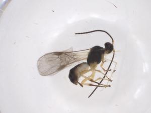 (Pseudognaptodon Malaise4533 - CBG-A35612-G05)  @11 [ ] CreativeCommons - Attribution Share - Alike (2024) Centre for Biodiversity Genomics Centre for Biodiversity Genomics