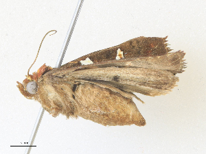  ( - CBG-A36831-A08)  @11 [ ] CreativeCommons - Attribution Share - Alike (2024) CBG Photography Group Centre for Biodiversity Genomics