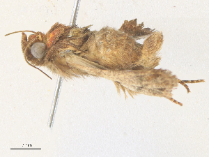  ( - CBG-A36831-C02)  @11 [ ] CreativeCommons - Attribution Share - Alike (2024) CBG Photography Group Centre for Biodiversity Genomics