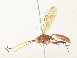  ( - CBG-A36831-G09)  @11 [ ] CreativeCommons - Attribution Share - Alike (2024) CBG Photography Group Centre for Biodiversity Genomics