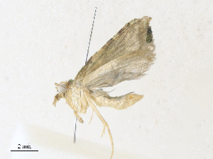  ( - CBG-A36835-D09)  @11 [ ] CreativeCommons - Attribution Share - Alike (2024) CBG Photography Group Centre for Biodiversity Genomics