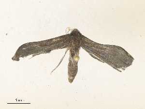  (calMalaise01 - CBG-A36836-H08)  @11 [ ] CreativeCommons - Attribution Share - Alike (2024) CBG Photography Group Centre for Biodiversity Genomics