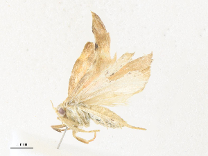  ( - CBG-A36837-B07)  @11 [ ] CreativeCommons - Attribution Share - Alike (2024) CBG Photography Group Centre for Biodiversity Genomics