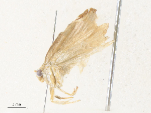  ( - CBG-A36837-C06)  @11 [ ] CreativeCommons - Attribution Share - Alike (2024) CBG Photography Group Centre for Biodiversity Genomics