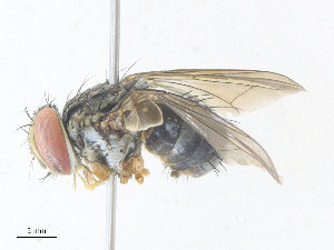  ( - CBG-A36840-C12)  @11 [ ] CreativeCommons - Attribution Share - Alike (2024) CBG Photography Group Centre for Biodiversity Genomics