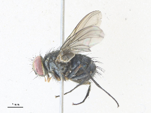  ( - CBG-A36840-D11)  @11 [ ] CreativeCommons - Attribution Share - Alike (2024) CBG Photography Group Centre for Biodiversity Genomics
