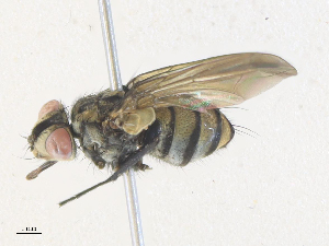  (tachMalaise01 Malaise6307 - CBG-A36840-G02)  @11 [ ] CreativeCommons - Attribution Share - Alike (2024) CBG Photography Group Centre for Biodiversity Genomics