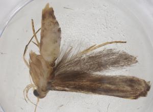  ( - CBG-A37512-A11)  @11 [ ] CreativeCommons - Attribution Share - Alike (2024) Centre for Biodiversity Genomics Centre for Biodiversity Genomics