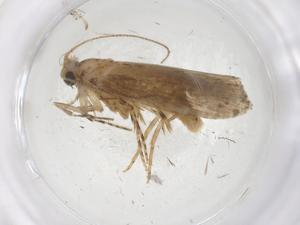  (gelMalaise01 Malaise7665 - CBG-A37514-A12)  @11 [ ] CreativeCommons - Attribution Share - Alike (2024) Centre for Biodiversity Genomics Centre for Biodiversity Genomics