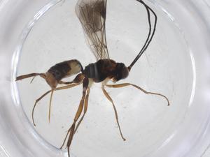  (ichneuMalaise01 Malaise1789 - CBG-A37514-E10)  @11 [ ] CreativeCommons - Attribution Share - Alike (2024) Centre for Biodiversity Genomics Centre for Biodiversity Genomics