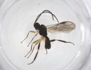  ( - CBG-A37524-B12)  @11 [ ] CreativeCommons - Attribution Share - Alike (2024) Centre for Biodiversity Genomics Centre for Biodiversity Genomics