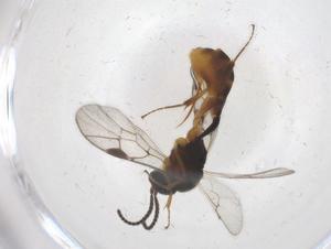  ( - CBG-A37524-G02)  @11 [ ] CreativeCommons - Attribution Share - Alike (2024) Centre for Biodiversity Genomics Centre for Biodiversity Genomics