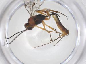  (Trathala Janzen6490 - CBG-A37575-E11)  @11 [ ] CreativeCommons - Attribution Share - Alike (2024) Centre for Biodiversity Genomics Centre for Biodiversity Genomics