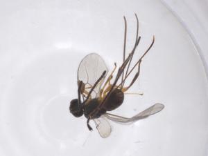  ( - CBG-A37580-A06)  @11 [ ] CreativeCommons - Attribution Share - Alike (2024) Centre for Biodiversity Genomics Centre for Biodiversity Genomics