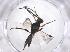  (Eubazus Malaise5623 - CBG-A37586-F01)  @11 [ ] CreativeCommons - Attribution Share - Alike (2024) Centre for Biodiversity Genomics Centre for Biodiversity Genomics