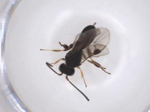  (Chelonus Malaise6026 - CBG-A37602-E07)  @11 [ ] CreativeCommons - Attribution Share - Alike (2024) Centre for Biodiversity Genomics Centre for Biodiversity Genomics