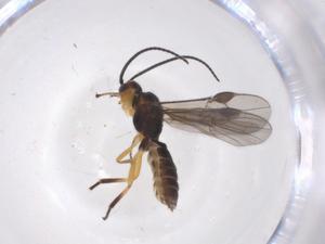  ( - CBG-A37622-G04)  @11 [ ] CreativeCommons - Attribution Share - Alike (2024) Centre for Biodiversity Genomics Centre for Biodiversity Genomics