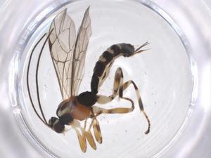  ( - CBG-A37635-E12)  @11 [ ] CreativeCommons - Attribution Share - Alike (2024) Centre for Biodiversity Genomics Centre for Biodiversity Genomics