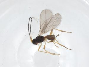  ( - CBG-A38323-E02)  @11 [ ] CreativeCommons - Attribution Share - Alike (2024) Centre for Biodiversity Genomics Centre for Biodiversity Genomics