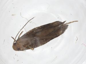  ( - CBG-A38328-H10)  @11 [ ] CreativeCommons - Attribution Share - Alike (2024) Centre for Biodiversity Genomics Centre for Biodiversity Genomics