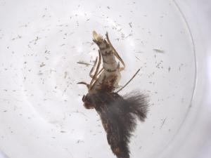  ( - CBG-A38336-A06)  @11 [ ] CreativeCommons - Attribution Share - Alike (2024) Centre for Biodiversity Genomics Centre for Biodiversity Genomics