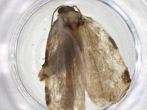  ( - CBG-A38383-H05)  @11 [ ] CreativeCommons - Attribution Share - Alike (2024) Centre for Biodiversity Genomics Centre for Biodiversity Genomics