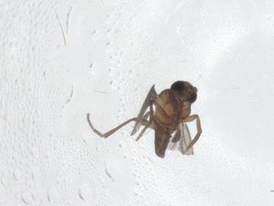  ( - CBG-A38610-G10)  @11 [ ] CreativeCommons - Attribution Share - Alike (2024) Centre for Biodiversity Genomics Centre for Biodiversity Genomics