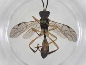  ( - CBG-A38860-D02)  @11 [ ] CreativeCommons - Attribution Share - Alike (2024) Centre for Biodiversity Genomics Centre for Biodiversity Genomics