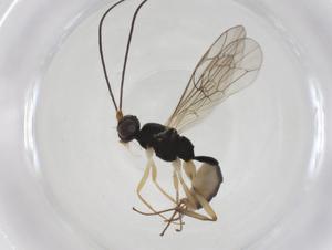  ( - CBG-A40035-C11)  @11 [ ] CreativeCommons - Attribution Share - Alike (2024) Centre for Biodiversity Genomics Centre for Biodiversity Genomics