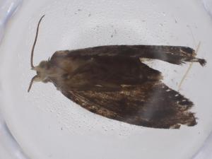  (tortmalaise01 - CBG-A40053-C04)  @11 [ ] CreativeCommons - Attribution Share - Alike (2024) Centre for Biodiversity Genomics Centre for Biodiversity Genomics