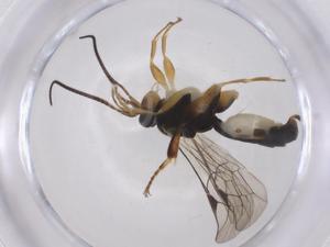  ( - CBG-A40053-C06)  @11 [ ] CreativeCommons - Attribution Share - Alike (2024) Centre for Biodiversity Genomics Centre for Biodiversity Genomics