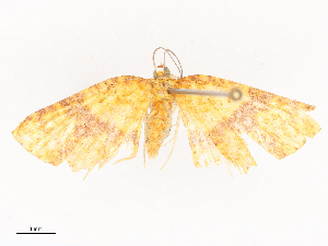  ( - CBG-A40145-C09)  @11 [ ] CreativeCommons - Attribution Share - Alike (2024) CBG Photography Group Centre for Biodiversity Genomics