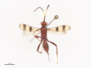  ( - CBG-A40146-B12)  @11 [ ] CreativeCommons - Attribution Share - Alike (2024) CBG Photography Group Centre for Biodiversity Genomics