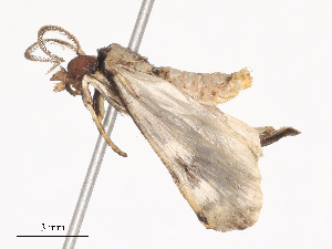  ( - CBG-A40146-G08)  @11 [ ] CreativeCommons - Attribution Share - Alike (2024) CBG Photography Group Centre for Biodiversity Genomics