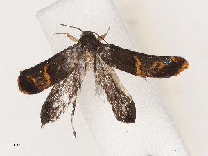  (gelMalaise01 Malaise0168 - CBG-A40147-A09)  @11 [ ] CreativeCommons - Attribution Share - Alike (2024) CBG Photography Group Centre for Biodiversity Genomics